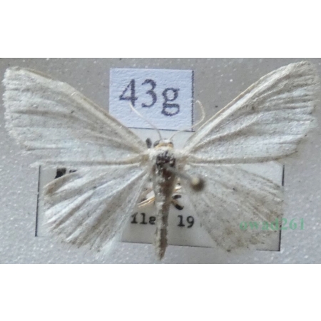 Idaea subsericeata (Haworth, 1809) Slovakia43g